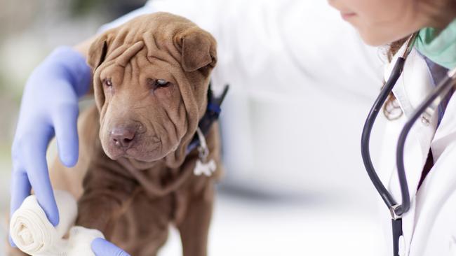 The shar pei cross (similar to the dog pictured) had to be euthanised due to its condition.