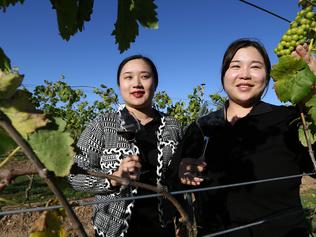 Chinese pay $500 a bottle for this Qld wine