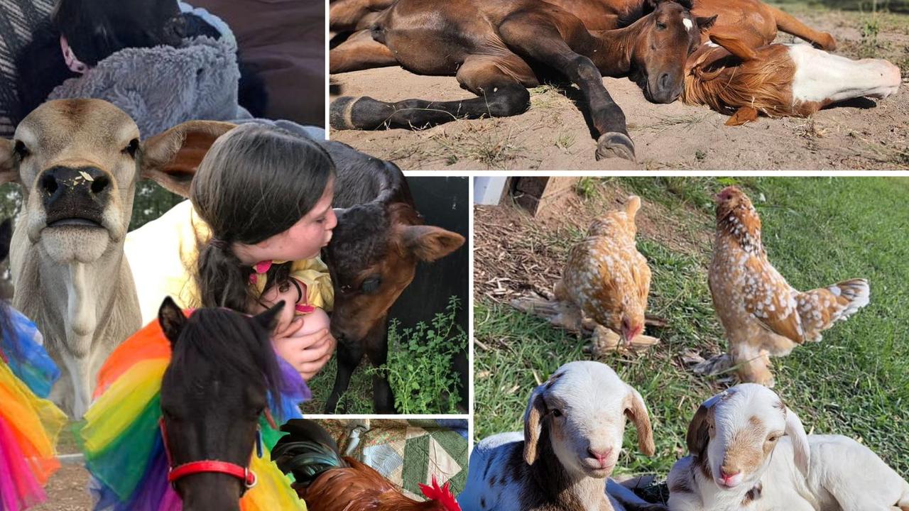 Rivalling cats and dogs in their cuteness overload, more than 20 barnyard animals are captivating hearts across the Burnett region. Vote for the farmyard friend who has stolen your heart.