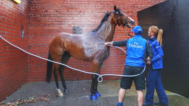 The John O'Shea-trained Hartnell enjoys a wash after trackwork. Picture: Colleen Petch