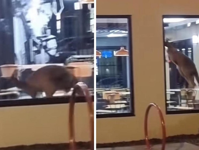 Staff and customers were left shocked when a kangaroo hopped its way through the doors of a KFC in WA’s South West region. 