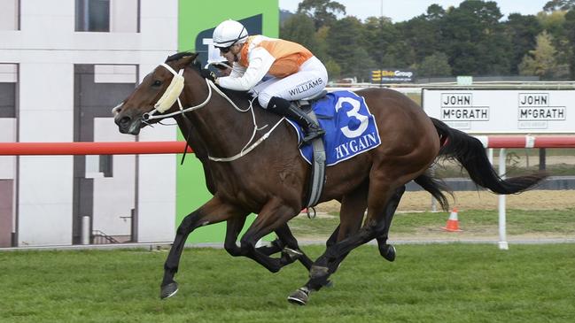 Downtown's Abbey looks a good chance on her home track. Picture: Bradley Photos