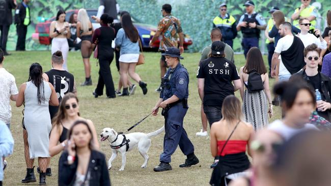 Police with sniffer dogs patrolling the festival Picture: News Corp