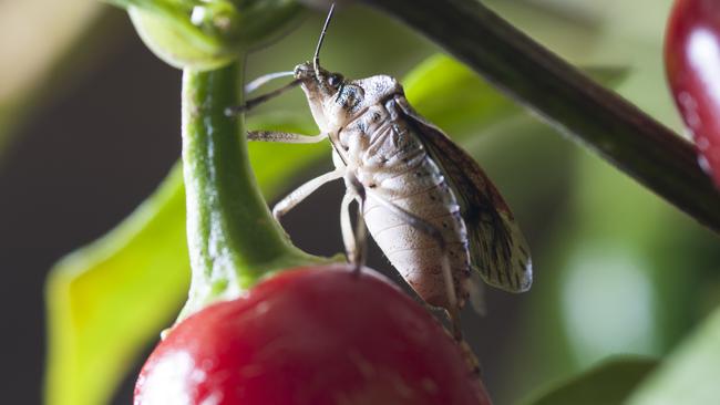 The brown marmorated stink bug has inadvertently helped suppliers increase stock.