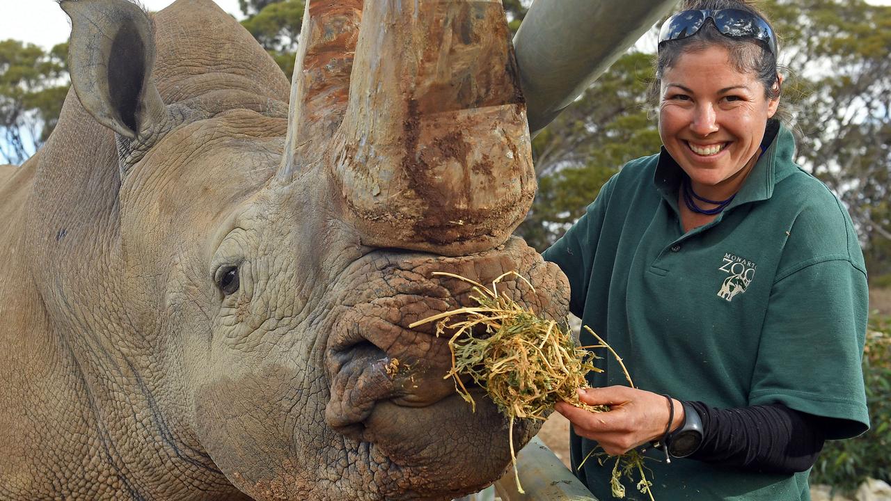 Monarto Zoo: Rhino baby will join family of southern white rhinoceros ...