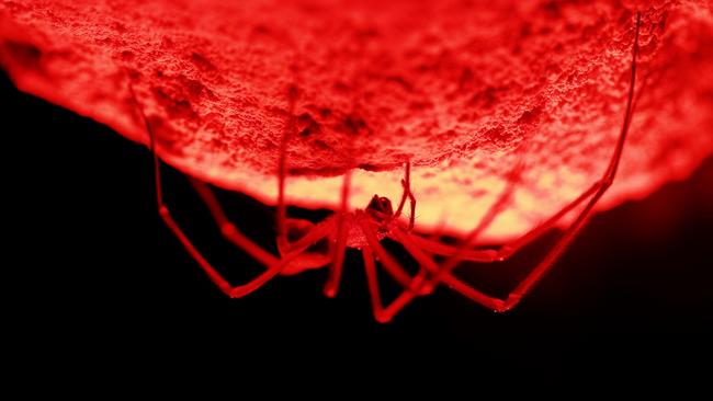 Cave spider, from the film <i>Sixteen Legs</i> by Niall Doran. It has just been named Australia’s new Cave Animal of the Year. Picture: Joe Shemesh 