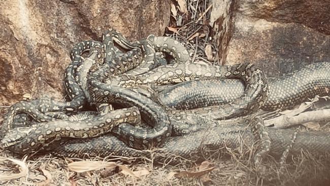 A breeding ball of pythons at Wauchope. Picture: Kayle Wilson.