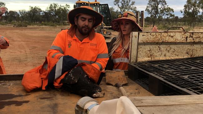 Transport and Main Roads workers Owen Foster and Martika Brandon helped free Eddie the eagle from barbed wire.