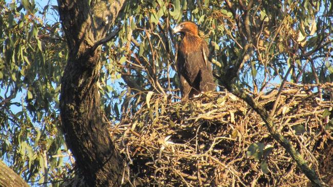 The wedgetail eagle and the nest which the Seymour Group relocated to a green zone in its 65ha land parcel in the Yatala industrial precinct.