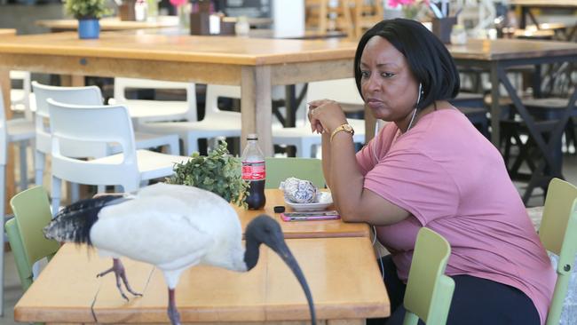 Ibis are harassing patrons at a strip of shops at Surfers Paradise.