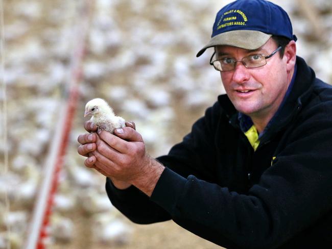 Owner of Branches Creek Farm Matt Ryan amongst his chickens at Harford. PICTURE CHRIS KIDD