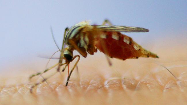 A person has died from a mosquito-borne disease in the Top End.