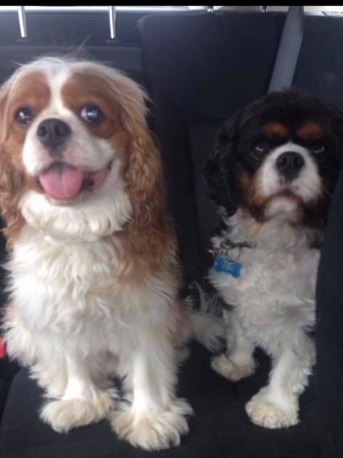 Tassie's Pawfect Pairs | Kelliann Brown: Louie and Obi