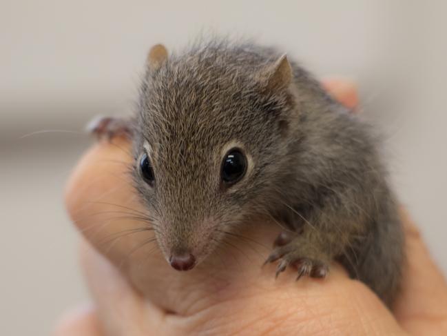 Dirk Hartog Island has been cleared of feral cats introduced by unwitting sheep farmers, it is ready to receive the adorable native dibblers bred at Perth Zoo. Supplied Perth Zoo