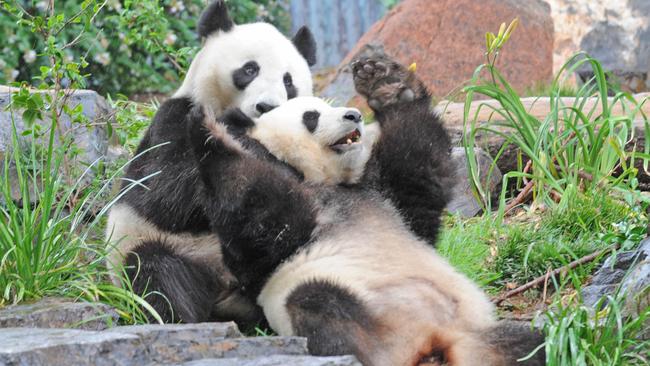 Adelaide Zoo pandas: Bid to keep Wang Wang and Fu Ni longer than 10 ...