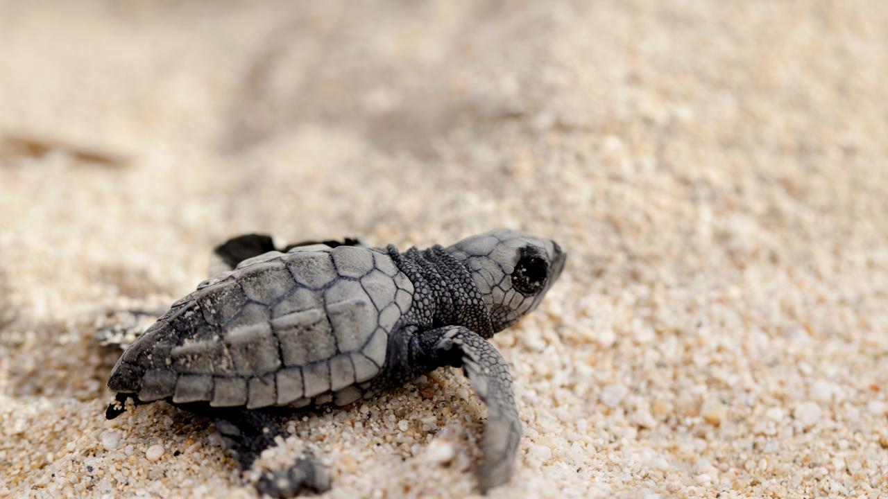 Sea turtles return to beaches around the world amid coronavirus ...