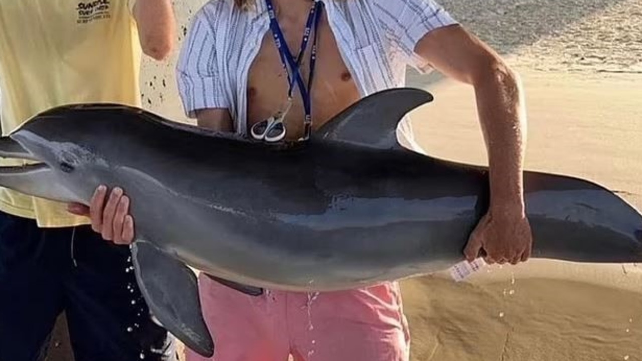 Baby dolphin allegedly dies after man from Florida picks it up for photo