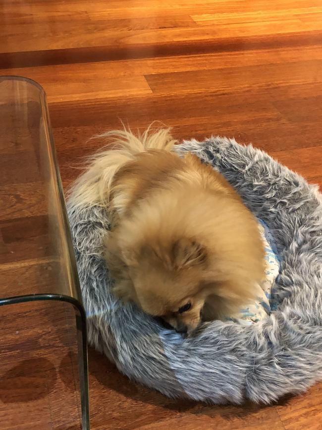 A brazen dognapper has swiped a miniature pomeranian from an unlocked car in Brunswick East sparking an urgent dog hunt.