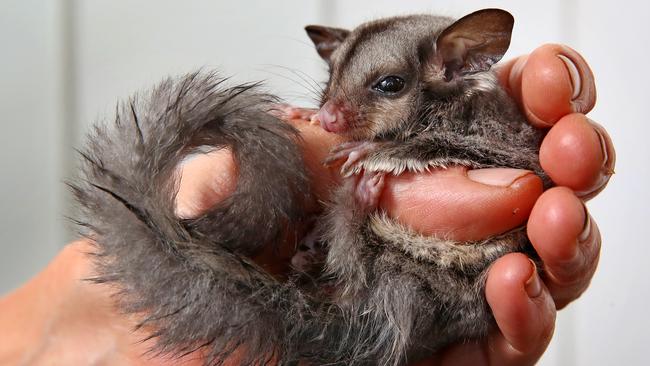 Sugar gliders are also no match for domestic cats. Picture: Toby Zerna