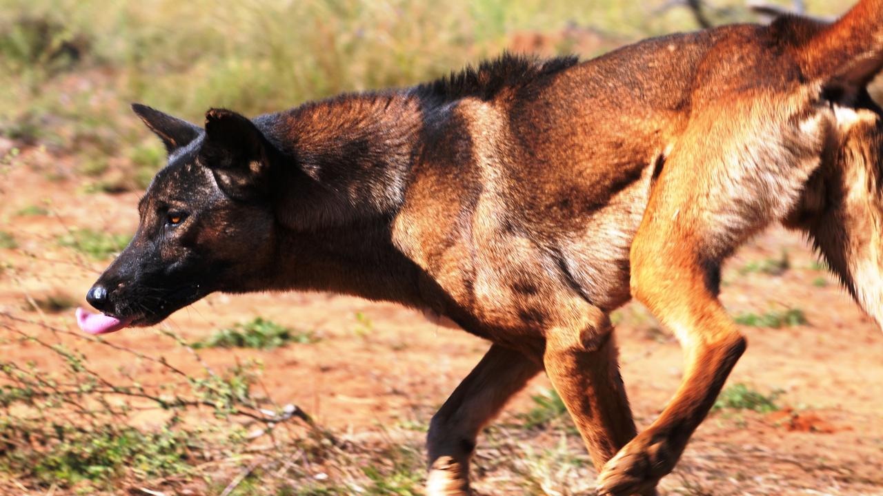 The bounty for a wild dog scalp in the Gympie region is expected to drop with the council proposing to cut it from $40 to $25 per animal.