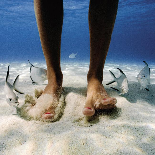 Pompano fish come looking for morsels of food as a swimmer stirs up sand in the Virgin Islands. Picture: @davidoubilet/National Geographic
