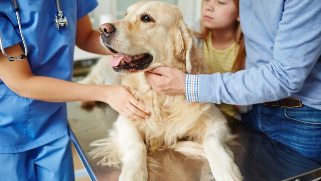 With so many caveats and exclusions, it’s difficult for consumers to know what their pet is covered for until it’s too late.