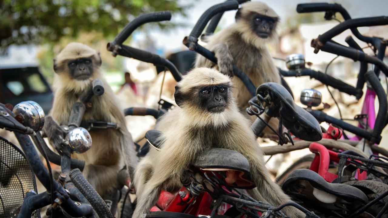 The race, Langur, Hampi, India. Picture: © Yevhen Samuchenko/Comedy Wildlife Photo Awards 2020