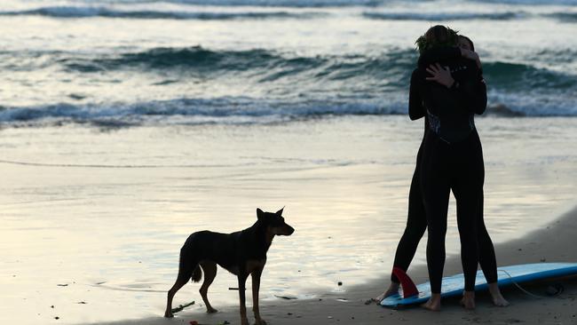 GOLD COAST, AUSTRALIA - JULY 11: Ellidy Vlug's kelpie Rummi on the beach during a paddle out in memory of Alex 'Chumpy' Pullin on July 11, 2020 in Gold Coast, Australia. Australian Winter Olympic Games Snowboarder Alex 'Chumpy' Pullin died on Wednesday 8 July in a drowning accident while spearfishing at Palm Beach on the Gold Coast, aged 32. (Photo by Chris Hyde/Getty Images)