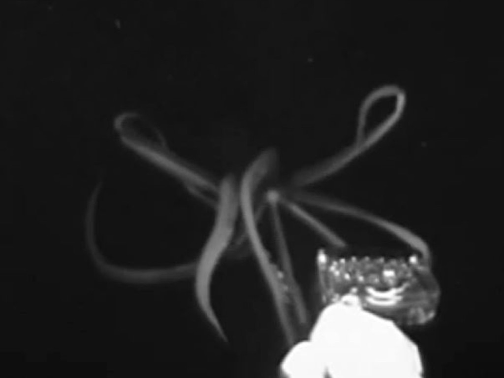 The giant squid is seen approaching the camera probe through the dark water. Picture: Supplied/NOAA