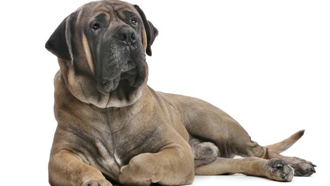 The dog believed responsible for the attack has been identified as a boerboel and was destroyed. File image