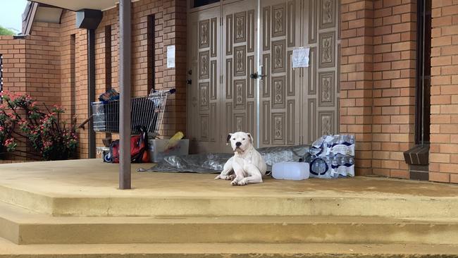 A dog rests outside the Lismore Seventh Day Adventist Church on Tuesday.