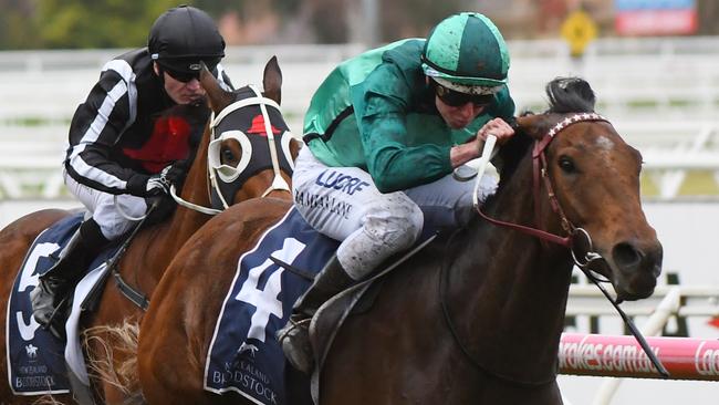 Humidor has been well backed to win the Moonee Valley Gold Cup. Picture: Getty Images