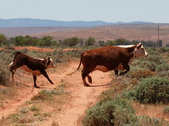 THESE LOCATIONS ARE NOW IN DISPUTE . WE ARE SEEKING CLARIFICATION . DO NOT USE WITHOUT CHECKING WITH PICTURE DESK . Area of proposed nuclear waste dump site north of Hawker, SA. Picture: Dylan Coker