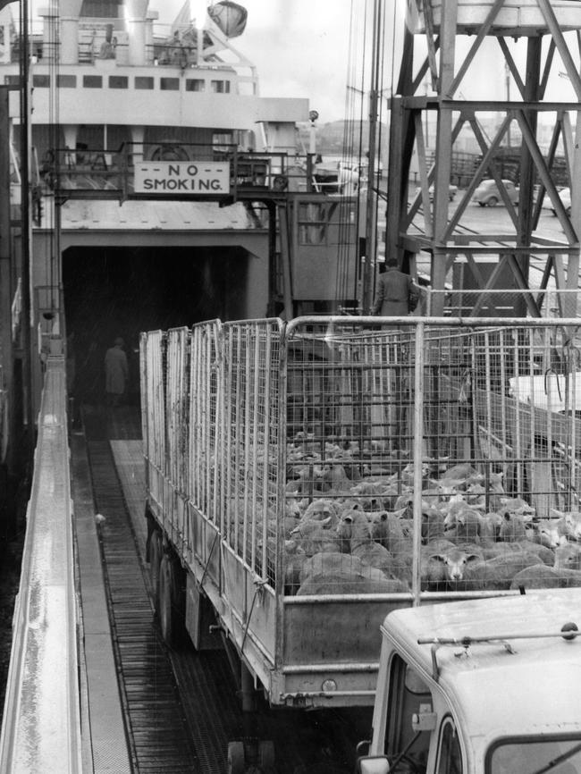 A trailer load of 3200 sheep and lambs from Kangaroo Island are brought ashore at Port Adelaide in 1962.