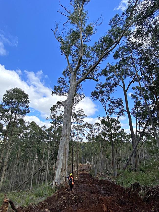 Trails left by works in Wombat State Forest. Photo: Contributed