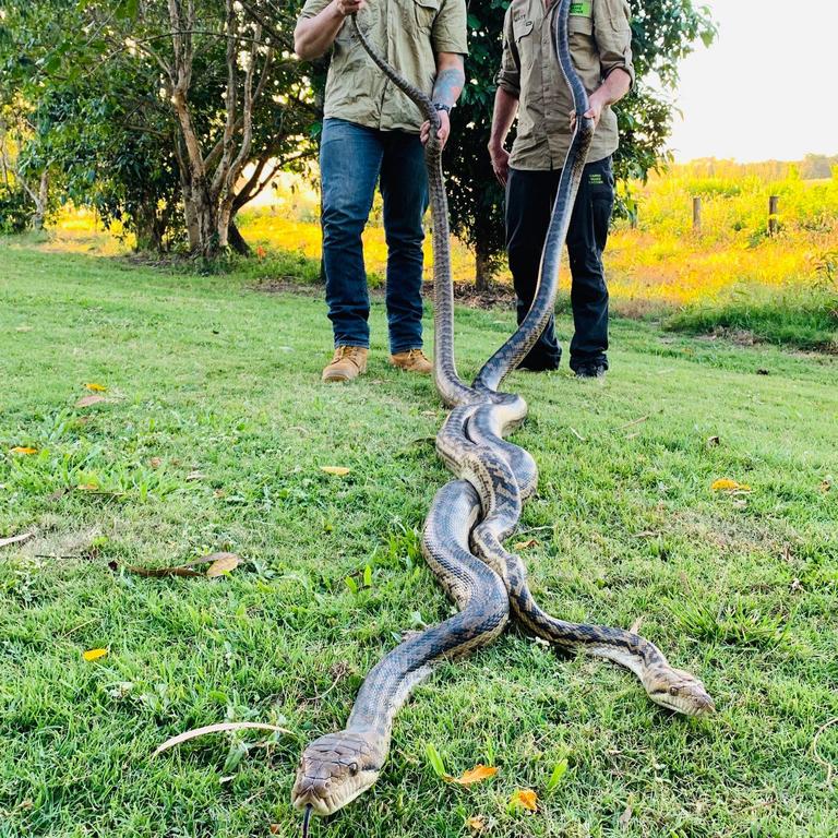 Cairns snake catcher: White Rock ceiling cracks under weight of mating ...