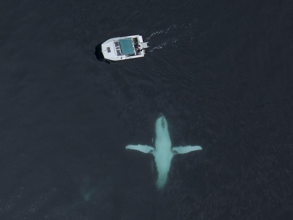 But it wasn’t all plain sailing - during the course of their revels, one of the whales collided with the front of the boat, lifting it up in the water. Picture: Craig Parry/Barcroft/Getty<br/>                  <br/>