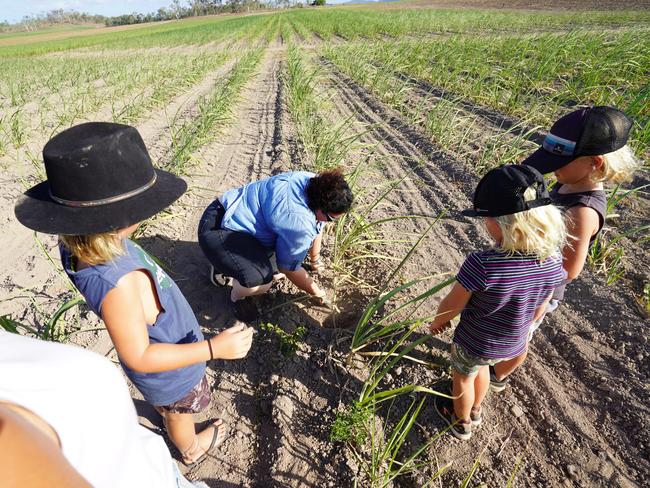 Visitors to Oh Deere Farm Stay in Calen can learn about cane farming from planting to juicing. Picture: Contributed