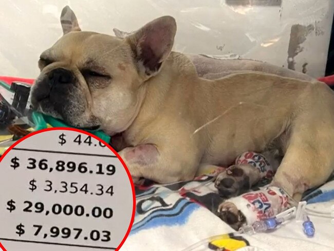 French Bulldog owner slams $37k vet bill