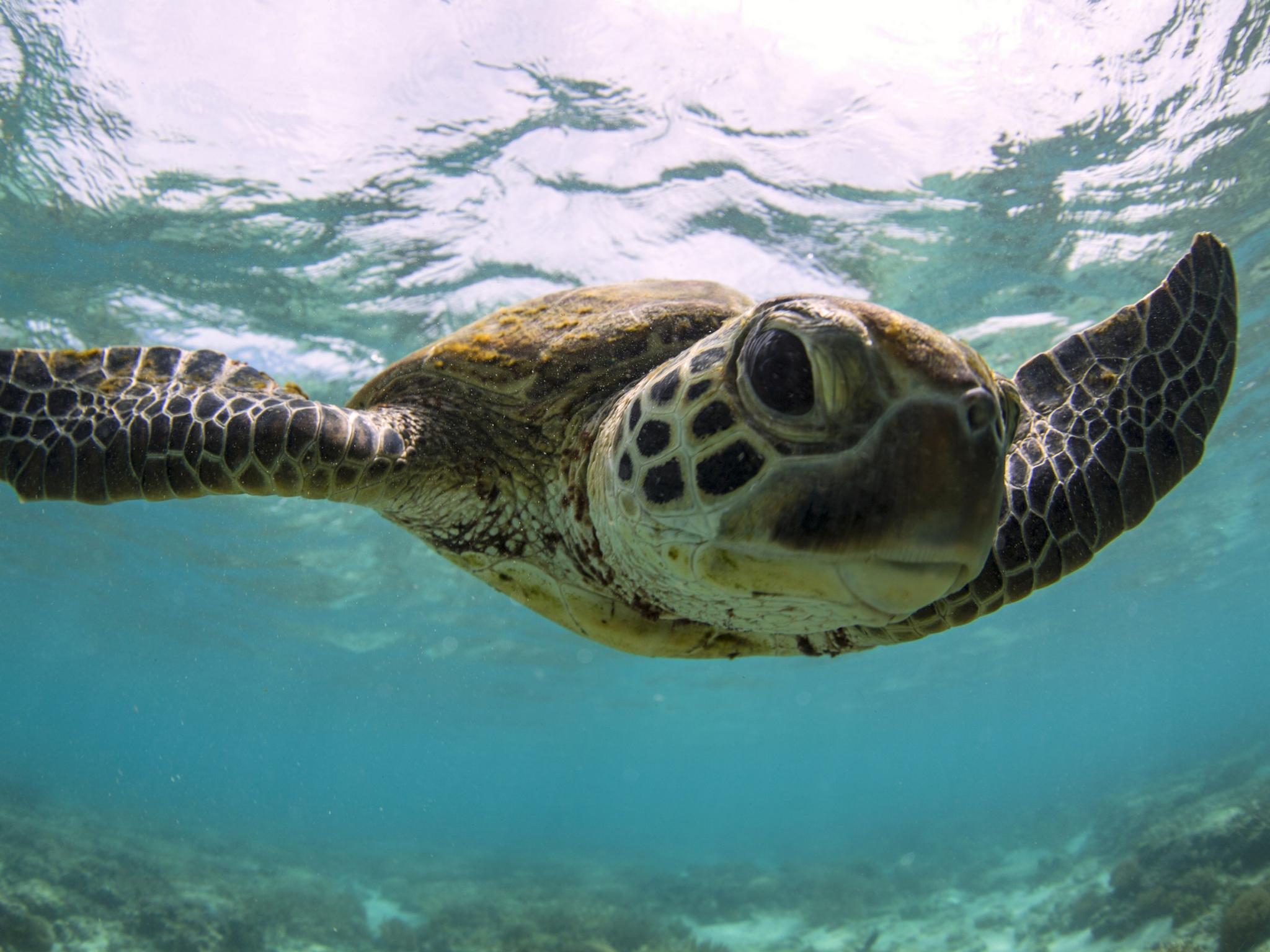 Fitzroy Island a haven for turtles on the Great Barrier Reef | The