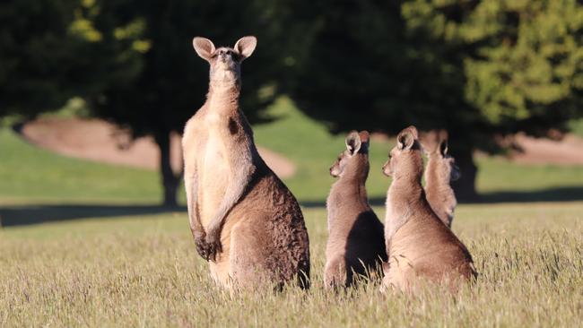 Eastern kangaroos pictured in Hidden Valley, Wallan. Generic kangaroo Picture: Grace Frost