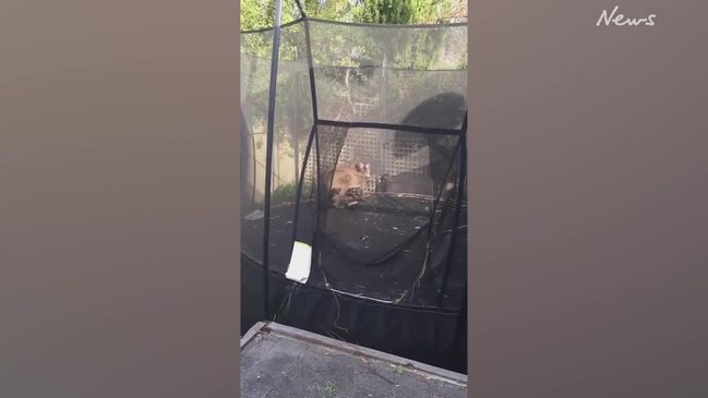 Kangaroo in Happy Valley Trampoline