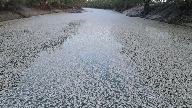 Millions of rotting fish are clogging up the Darling-Baaka River at Menindee. Picture: Michael Minns