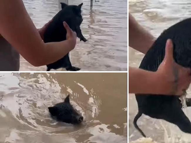 Soggy oinker: Man pulls little pig from Dalby floodwaters