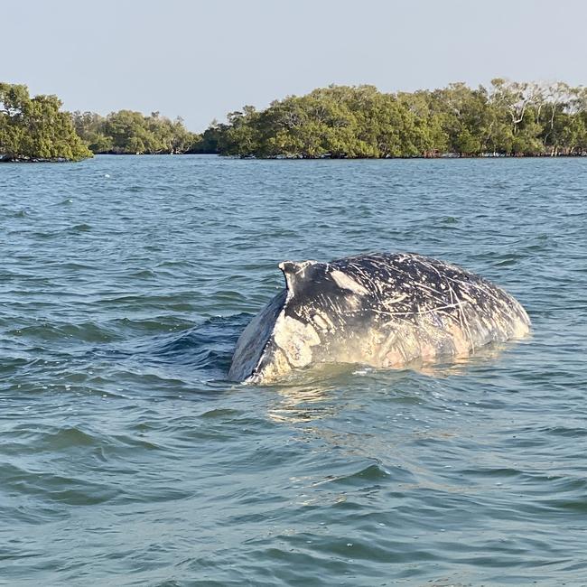 A whale stranded at the mouth of the Susan River has died.