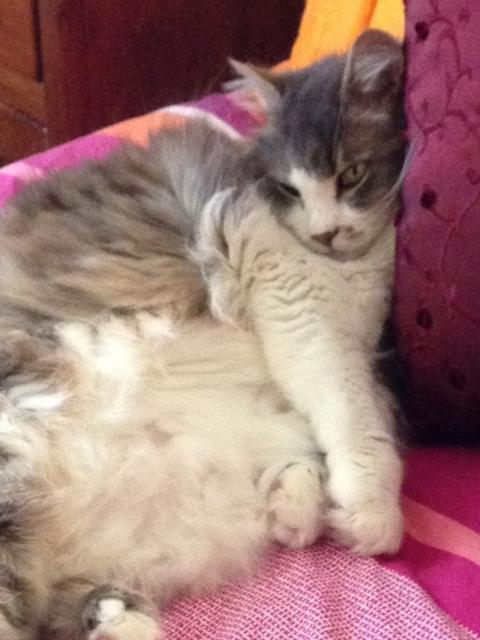 Smokey: Felines don’t come much fluffier than snuggly Smokey, who boasts a tail like a feather duster
