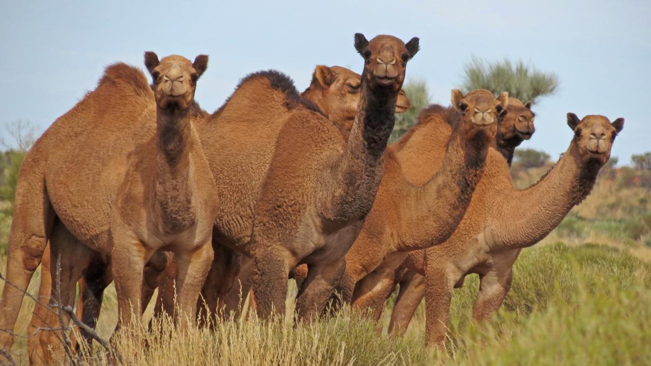 Lee and Bill's most problematic wild encounter was with a group of camels in the Gibson Desert. Picture: Supplied