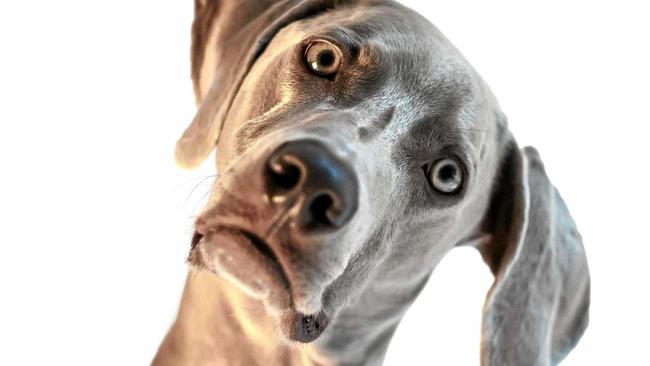 A beautiful, young Weimaraner with his head cocked to the side isolated on a white background. Picture: dhotard