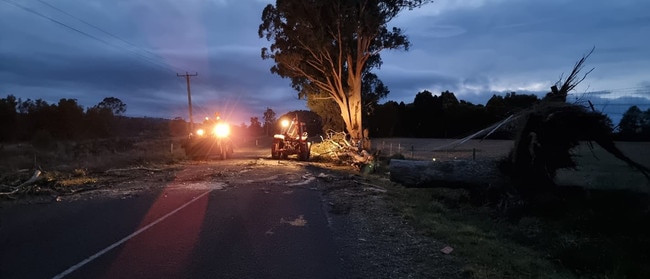 A tree down on Winkleigh Road. Photo: Aaron Olner