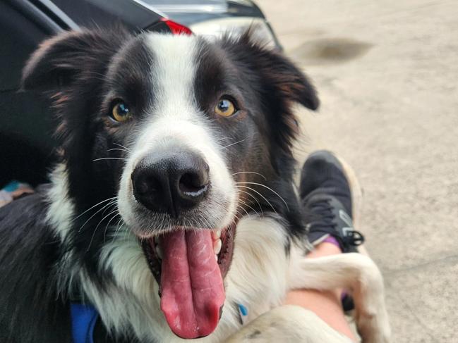 Sunshine Coast's cutest dog - Busta